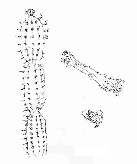 armatocereus.JPG