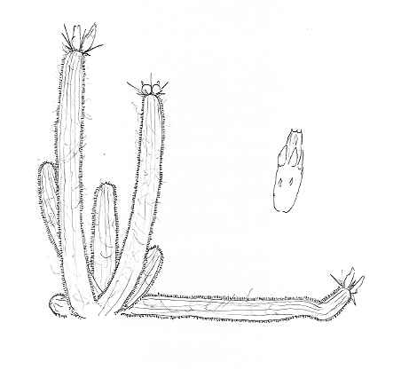 arrojadoa.JPG