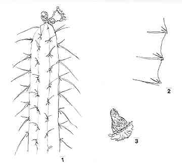 corryocactus.JPG