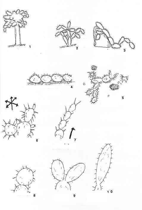 opuntia_series.JPG