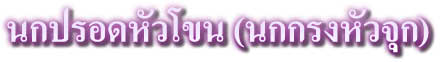 Web Board �ӹѡ������Ǩء