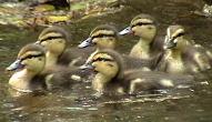 quack