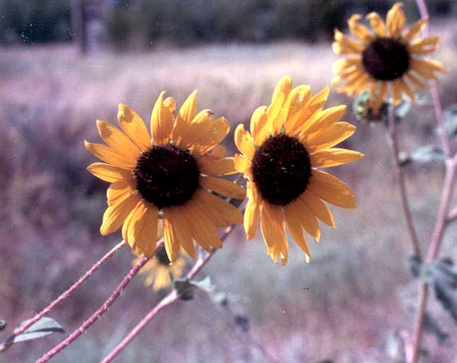 Sunflower