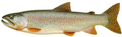 costal cutthroat