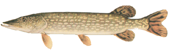 pike