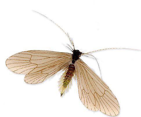Spent Caddis