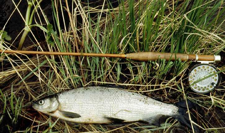 whitefish