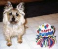 Frisco's 1st B-day