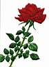 rose.JPG