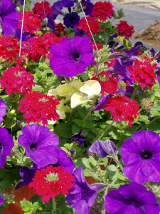 Red Verbena, Blue Petunia & Licorice plant