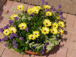 Osteospermum, Symphony & Nemesia