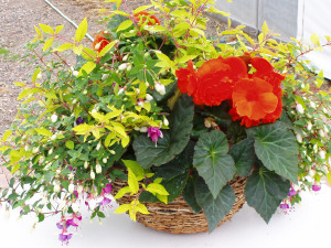 Cane basket w. Fuchsias & Tuberous Begonia