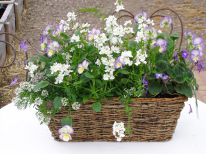 Canetrough w. Nemesia, Viola & Streptocarpella