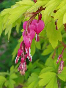 Dicentra 'Gold Heart'