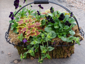 Flowerbasket w. Fancy Geranium, Black Pansy & Torenia