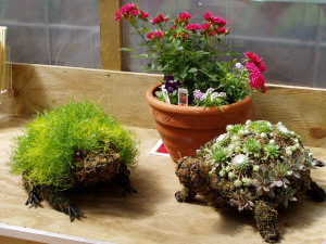 Frog & Turtle Topiary