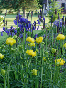 Iris sibirica & Trollius