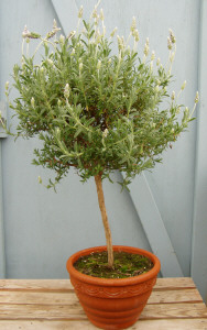 Lavender Standard
