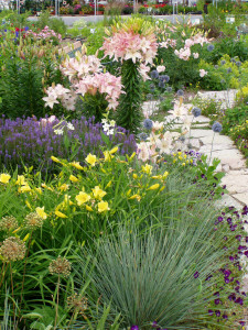 Lilies, Salvia 'Blue Hill', Hemerocallis & Blue Oat Grass