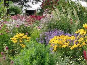 Monardas, Rudbeckias & Veronicastrum