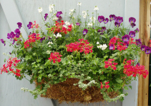Moss Wallbasket w. Red Ivy Geranium, Nemesia & Pansy, Purple Rain 