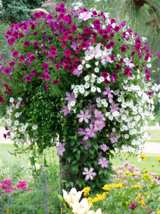 Mossbasket w. Petunias & Clematis