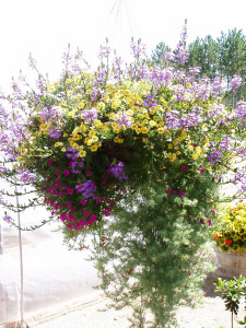 Mossbasket w. Million Bells, Scaevola & Lotus vine