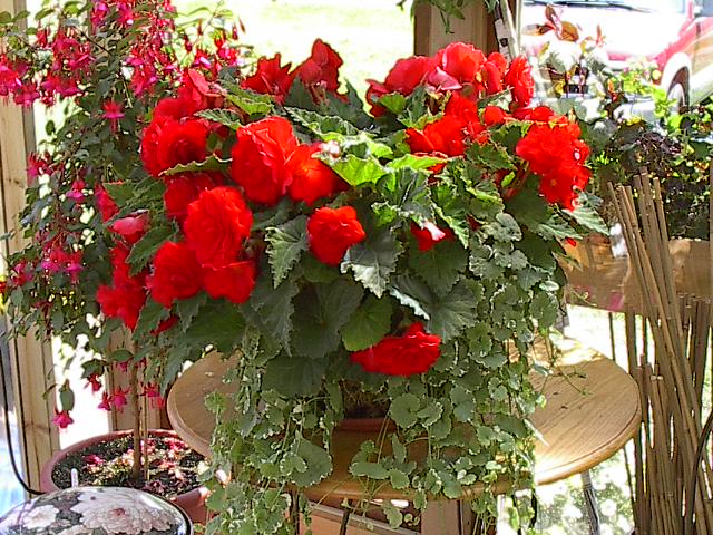 Red Tuberous Begonia & Glechoma