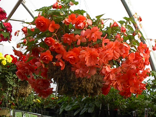 Begonia 'Illumination Pink'