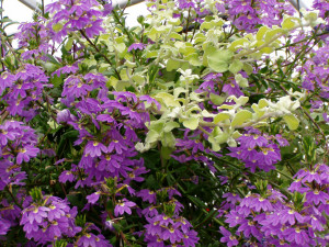 Scaevola & Lime Licorice