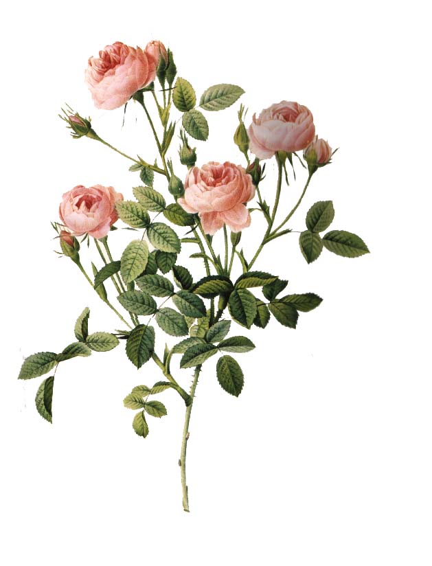 La Rose du désert, une plante à caudex à l'allure de bonsaï !