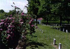 View Along Rose Wall