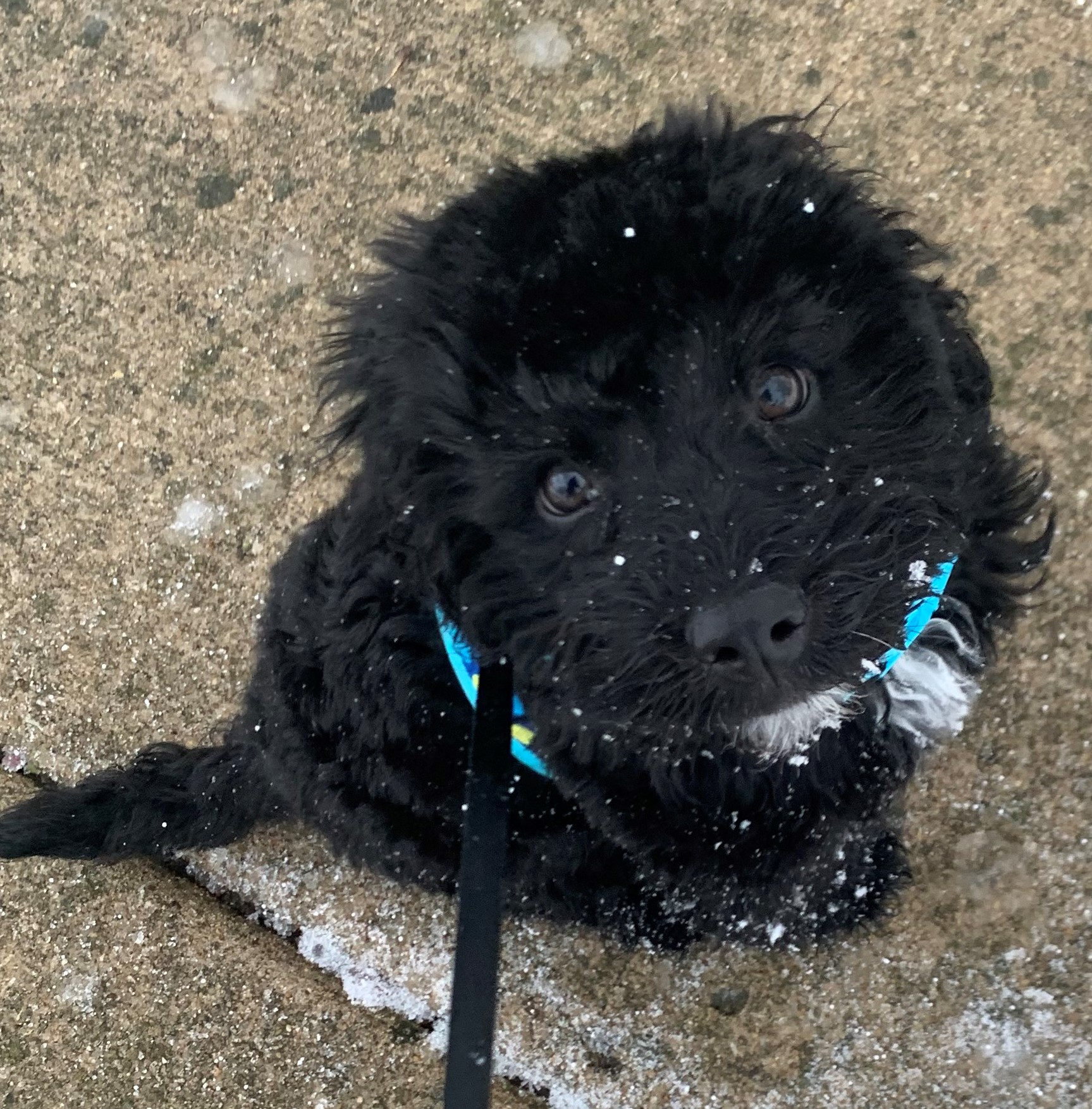 Beni the shih-pooh
