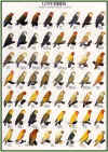lovebirdposter2.jpg (27480 bytes)