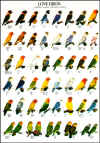 lovebirdposter.jpg (100085 bytes)
