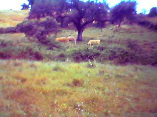 Paisagem envolvente com gado bovino