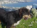 howard, the loyal female HUG dog