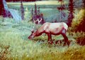 Elk (wapiti) in the Canadian Rockies