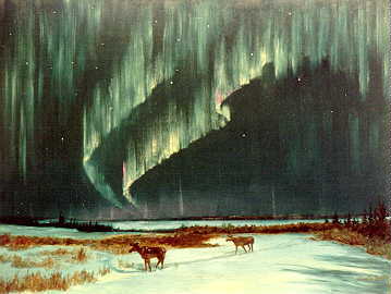 Moose and northern lights