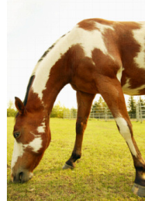 Hultgren Farms delivers hay and horse feed