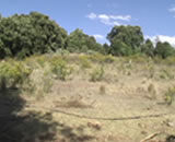 aldama