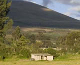 aloasi