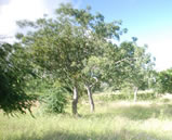 marracuene