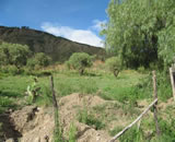 montecillo