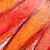 Fawkes the Phoenix
