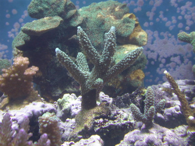 Blue staghorn acropora