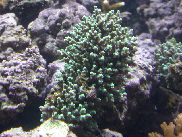 Can you help me to id this one??
