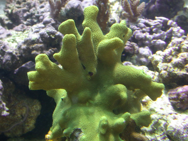 yellow porites