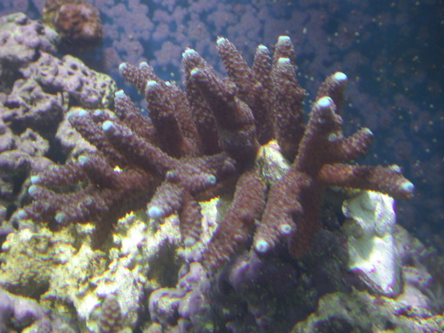 Brown with blue tips acro. 