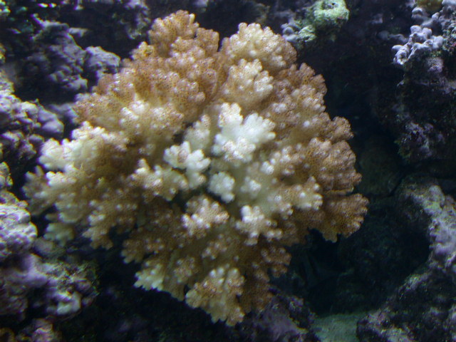 Partially bleached pocillopora due to the shipping but recovering everyday!!